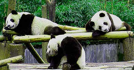 chengdu-pandas.jpg